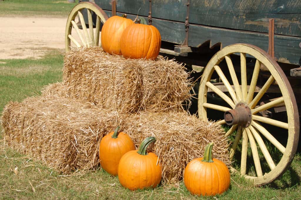 Can Horses Eat Pumpkins? Everything You Need To Know Horse FactBook