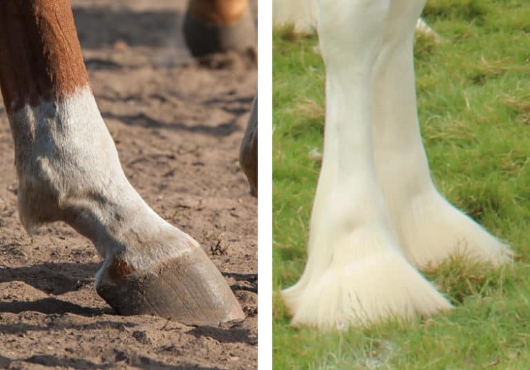 Why Do Some Horses Have Hairy Feet And Which Breeds Have Them? Horse