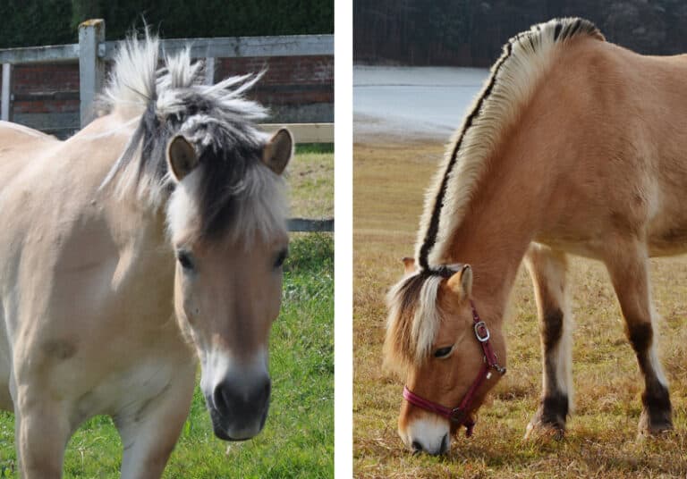 18 Incredible & Fascinating Facts About The Norwegian Fjord Horse