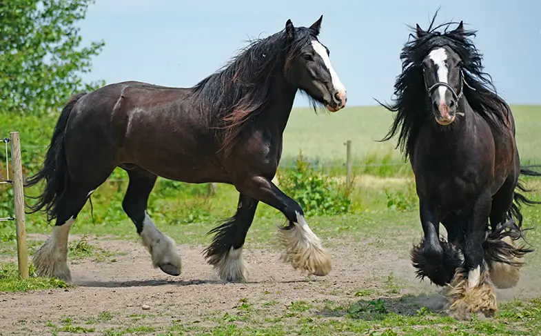 Shire Horses are known for having feathers around their lower legs
