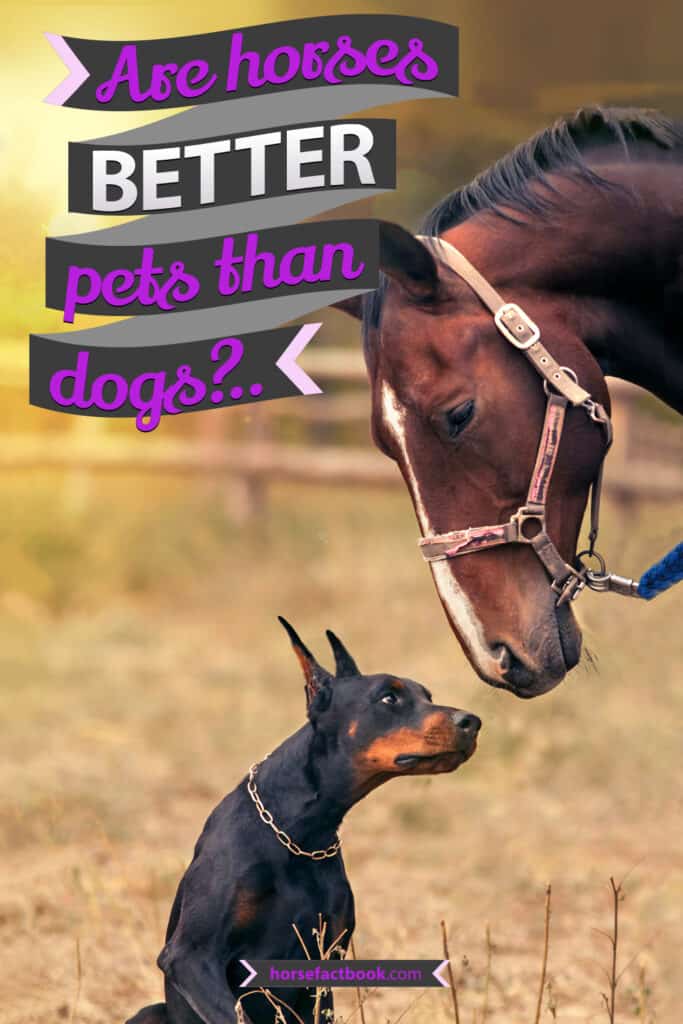 17-reasons-why-you-should-get-a-horse-instead-of-a-dog-horse-factbook