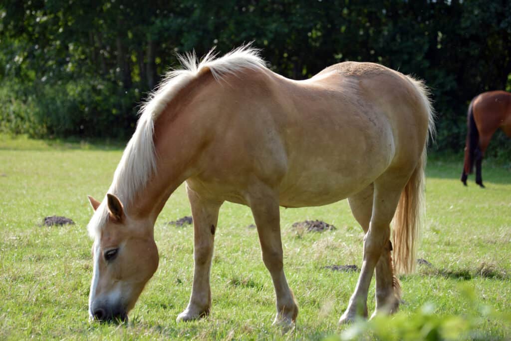 How Do I Tell If My Horse Needs Worming? What Signs To Look For Horse