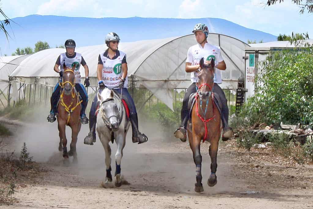 The World’s 11 Best Endurance Horse Breeds Plus What To Look For