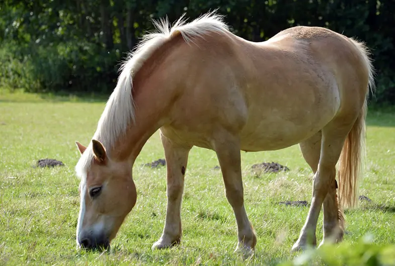 Horses need to sort of worm management programme