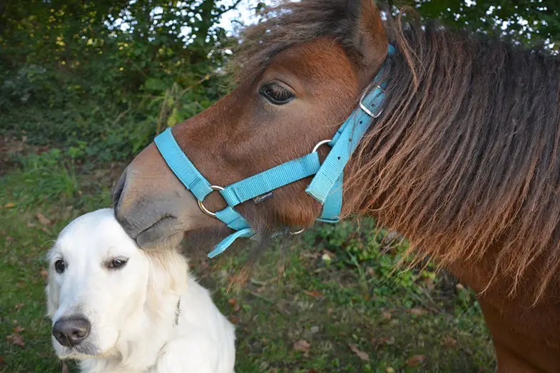 Horses can make better companions than dogs