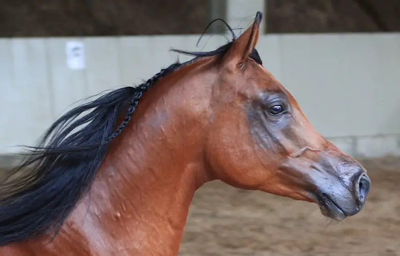 Horse with large nostrils are generally good at endurance
