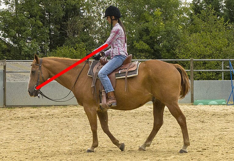 Horse Riding 101 Learn How To Ride A Horse At A Walk Horse FactBook