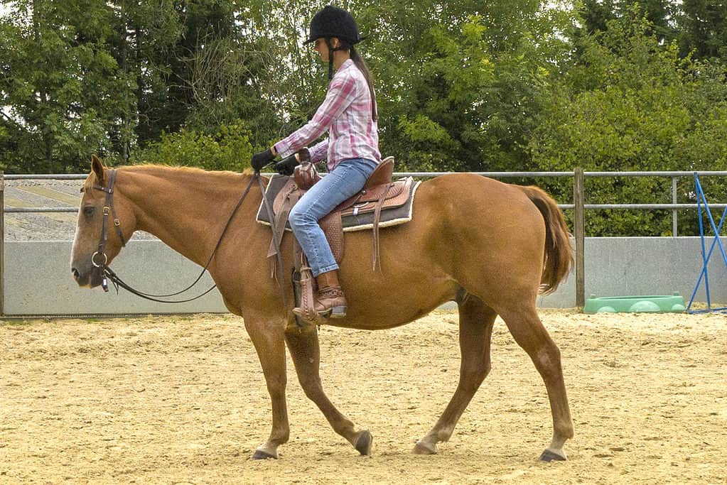 Horse Riding 101 Learn How To Ride A Horse At A Walk Horse FactBook