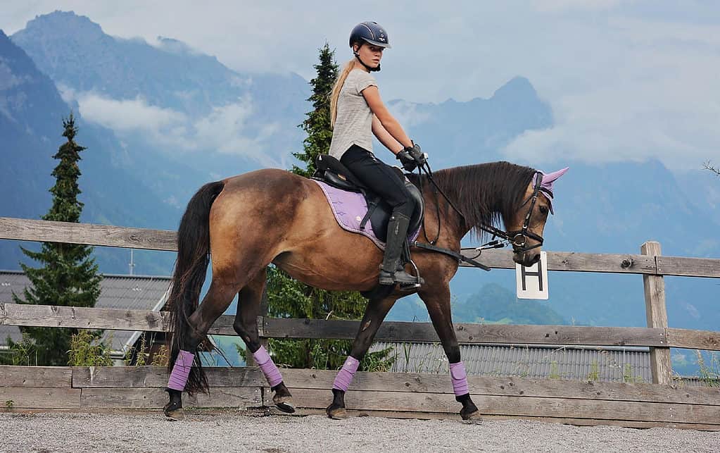 Group Or Private Horseback Riding Lessons What’s Best For You? Horse