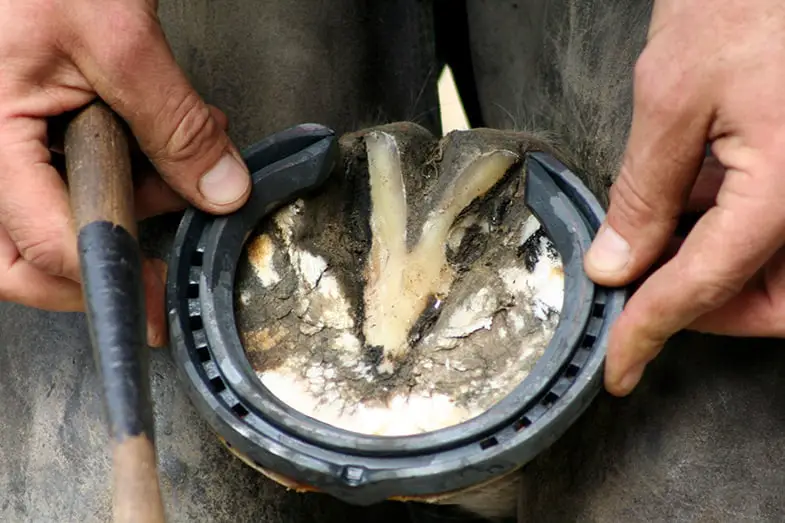 It's important to look after your horse's hooves properly