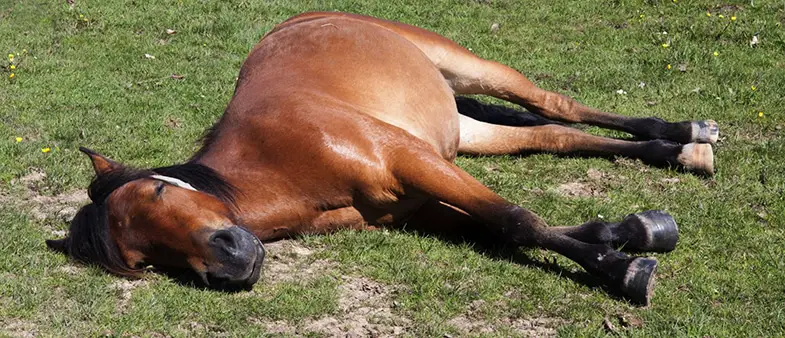 Horses will only lie down to sleep if they feel safe