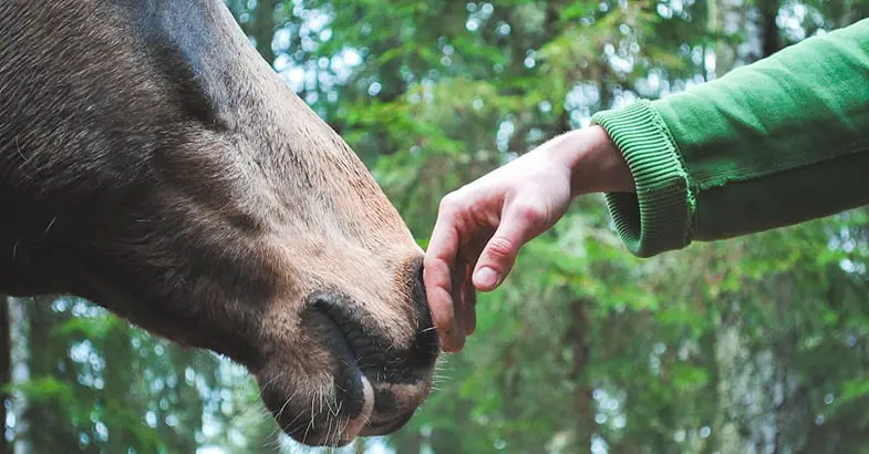 Horses smell people's hands to say hello