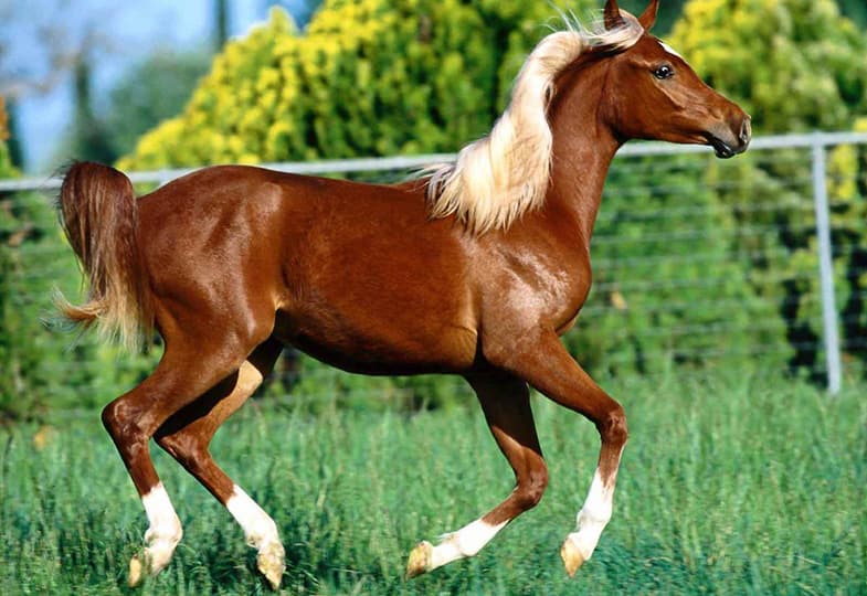 45 great names for flaxen chestnut horses