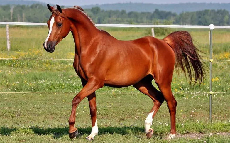 45 great names for sorrel horses