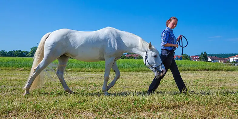 Walking a horse around after a ride will help you both to cool down