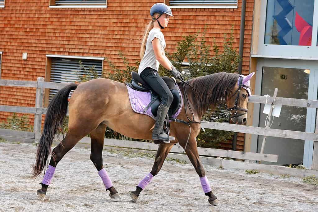 Trotting Diagonals What Are They & How To Get Them Right Horse FactBook