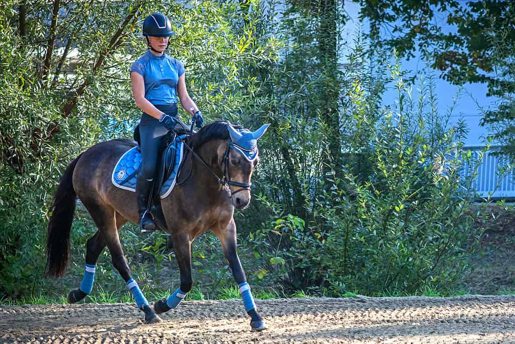 Horse Riding 101 Learn How To Ride A Horse At A Trot Horse FactBook