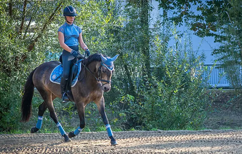 A trot is the best way for horses to move