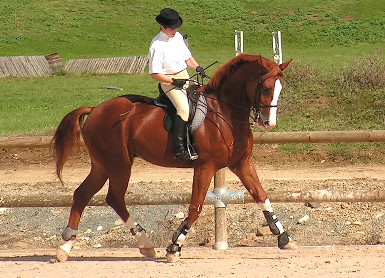 Horse riding whips are more common in dressage