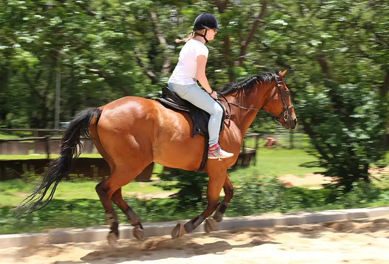 Holding onto the saddle can steady you when cantering