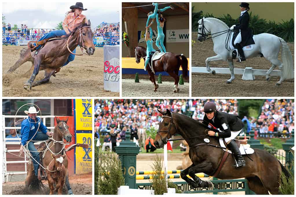 The 21 Most Popular Disciplines Of All Time Explained Horse FactBook