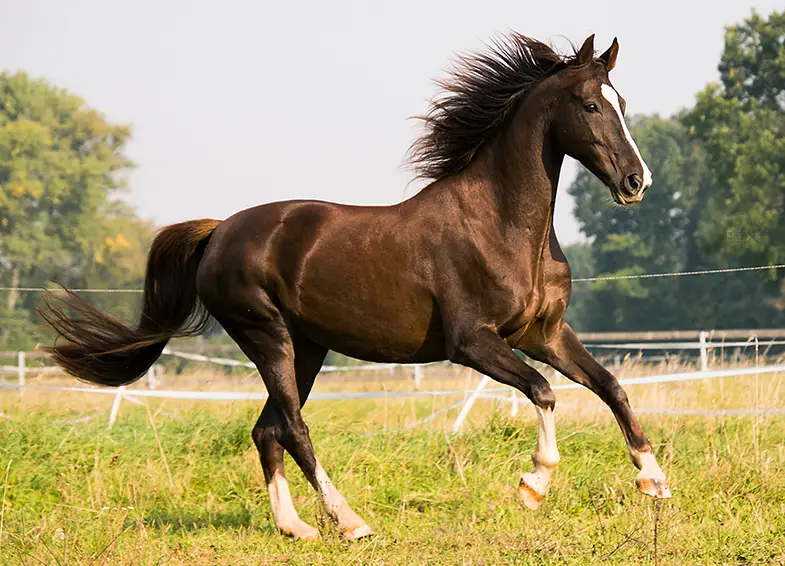 The canter is a fast, but smooth three beat gait that can cover a lot of ground quickly