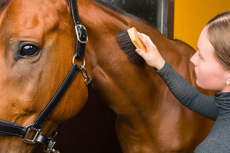 It's important to groom your horse before riding