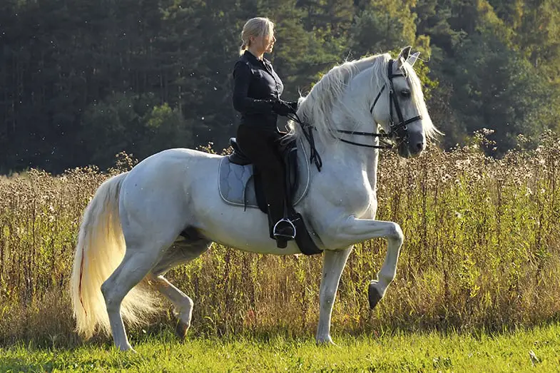 You need to use your whole body when horseback riding