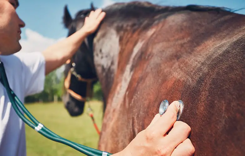 Horses are regularly checked during endurance races
