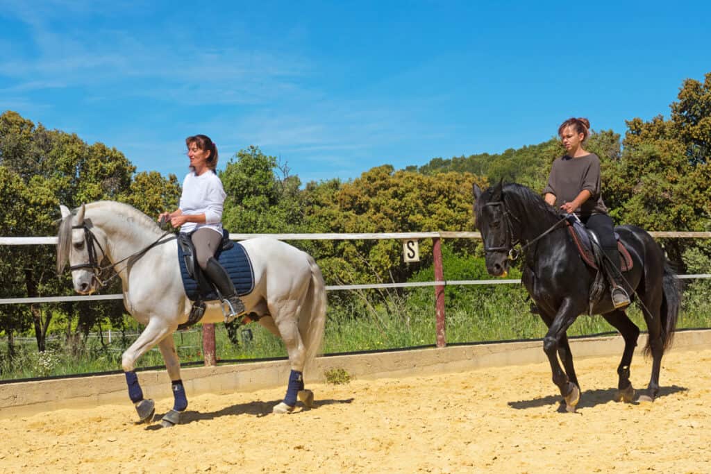 A State By State Guide To The Cost Of Horseback Riding Lessons Horse