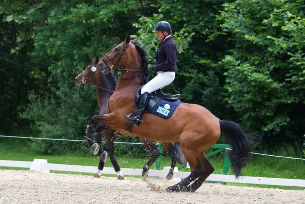 6 Ways To Tell If The Horse You’re Riding Is Too Much For You – Horse ...