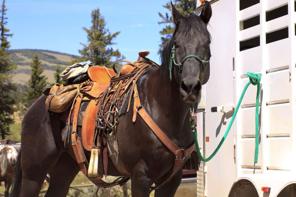 5 Knots Every Horseback Rider MUST Know (& How To Tie Them) Horse