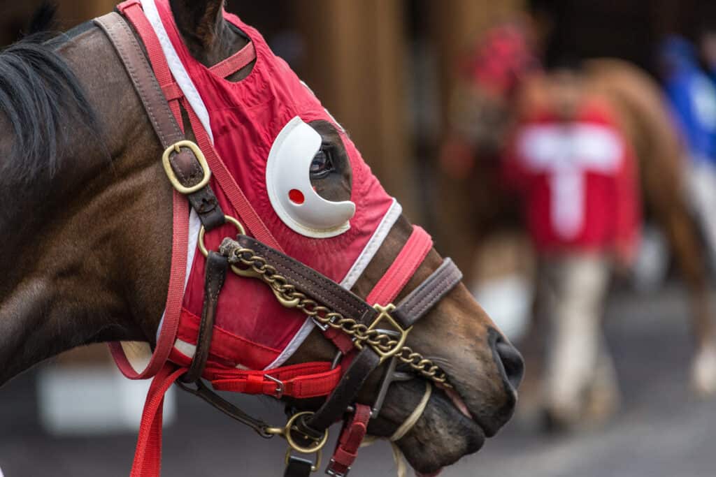 Why Do Horses Wear Blinders? Everything You Need To Know Horse FactBook