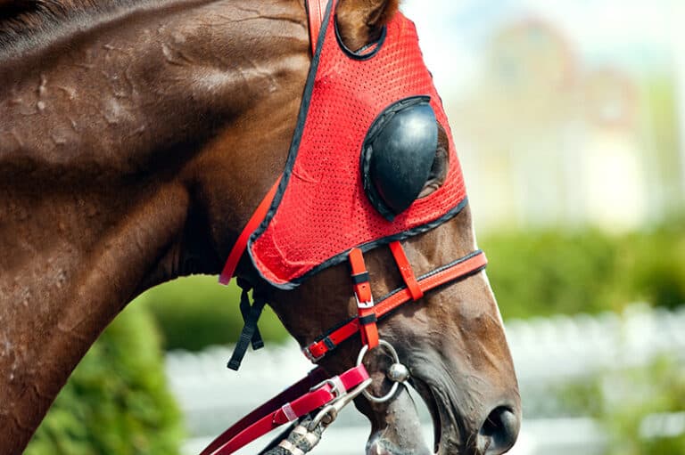 Why Do Horses Wear Blinders? Everything You Need To Know Horse FactBook